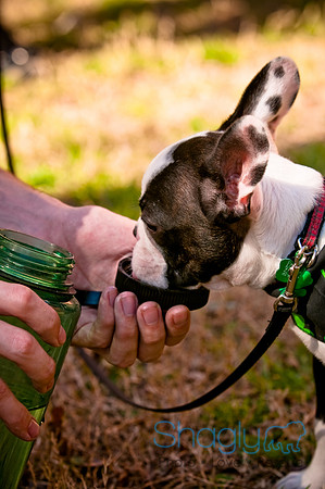 ShamRockn Roll Pet Parade-23
