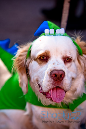 ShamRockn Roll Pet Parade-4