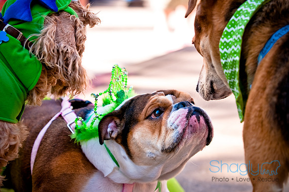 ShamRockn Roll Pet Parade-20