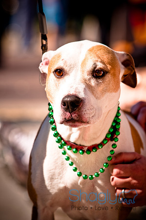ShamRockn Roll Pet Parade-29