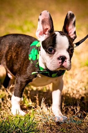ShamRockn Roll Pet Parade-24