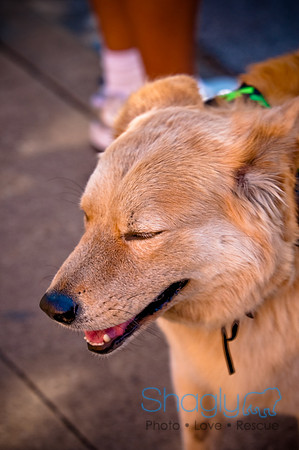 ShamRockn Roll Pet Parade-15