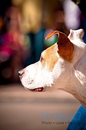 ShamRockn Roll Pet Parade-31