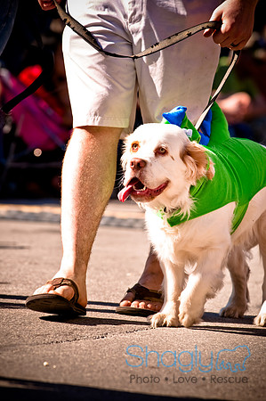 ShamRockn Roll Pet Parade-41