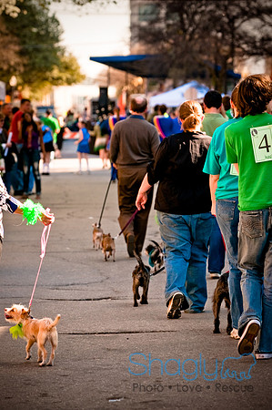 ShamRockn Roll Pet Parade-48