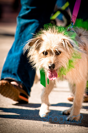 ShamRockn Roll Pet Parade-45