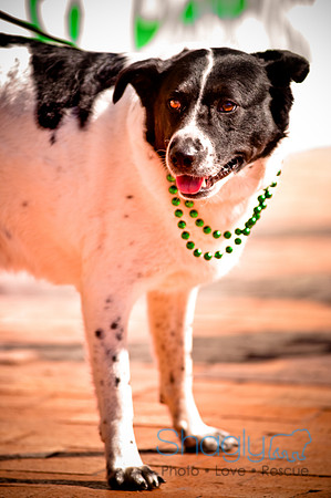 ShamRockn Roll Pet Parade-28