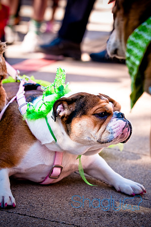 ShamRockn Roll Pet Parade-18