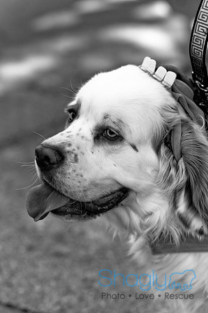 ShamRockn Roll Pet Parade-6
