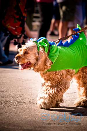 ShamRockn Roll Pet Parade-42