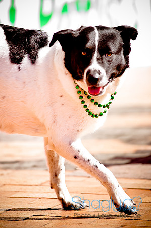 ShamRockn Roll Pet Parade-27