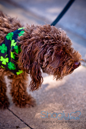 ShamRockn Roll Pet Parade-7