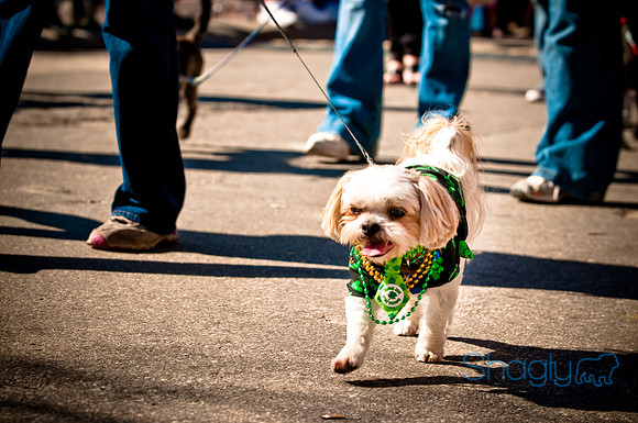 ShamRockn Roll Pet Parade-46