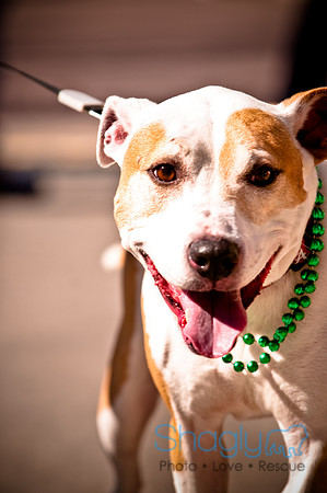 ShamRockn Roll Pet Parade-30