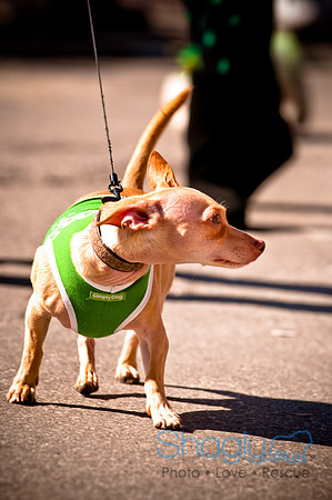 ShamRockn Roll Pet Parade-43