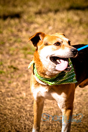 ShamRockn Roll Pet Parade-13