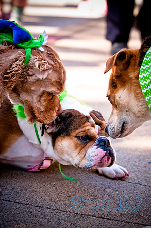 ShamRockn Roll Pet Parade-19