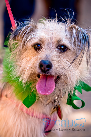 ShamRockn Roll Pet Parade-10