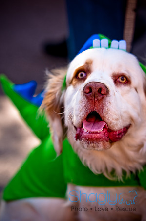 ShamRockn Roll Pet Parade-5