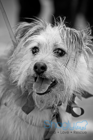 ShamRockn Roll Pet Parade-9
