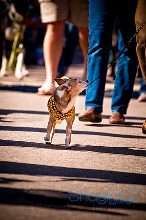 ShamRockn Roll Pet Parade-44