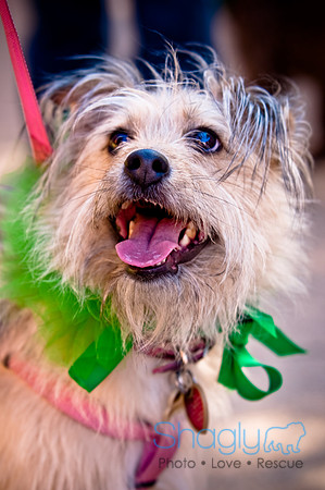 ShamRockn Roll Pet Parade-8