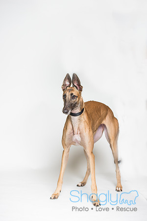 Amy