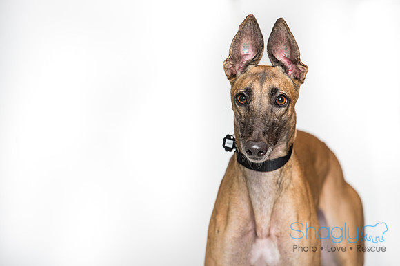 Amy