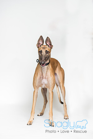 Amy