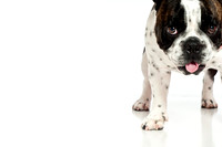 Bella-10