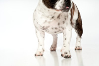Bella-11