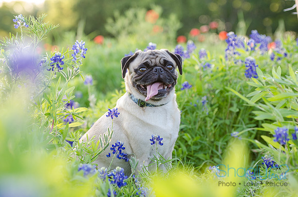Bluebonnets Pug and Bulldog-22