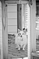 LizaandLucy-2