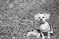LizaandLucy-5
