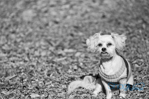 LizaandLucy-5