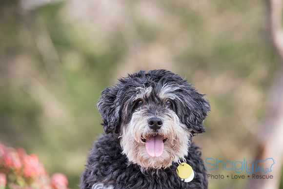 Bosley