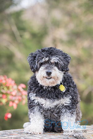 Bosley