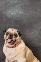 Wilbur