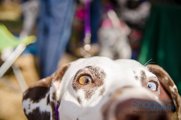 Krewe of Barkus 2012-330
