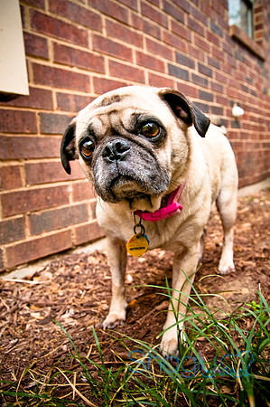 DFW Pug Rescue-16