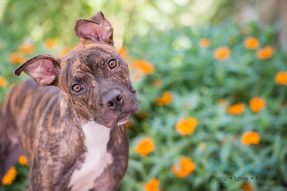 Stella