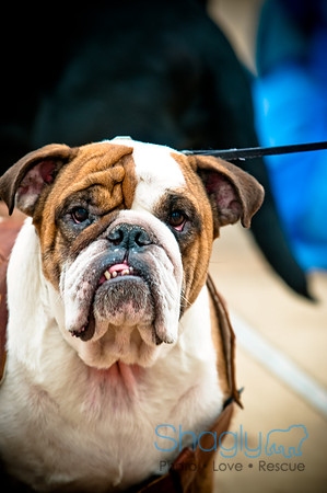 Krewe of Barkus-89