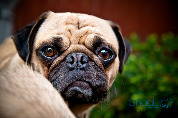 DFW Pug Rescue-30