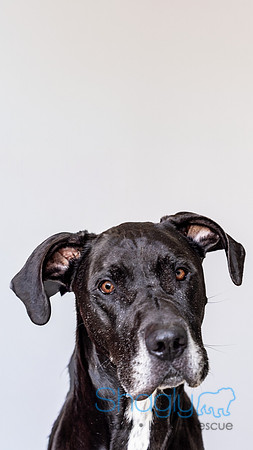 Bruiser