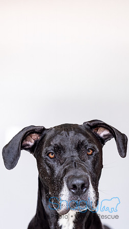 Bruiser