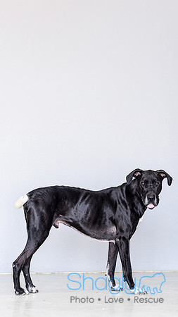 Bruiser