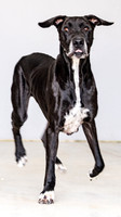 Bruiser