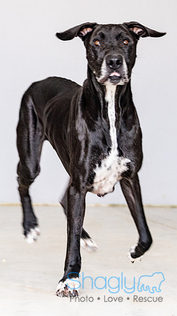 Bruiser