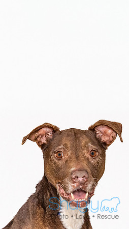 Roo