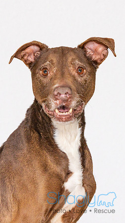 Roo